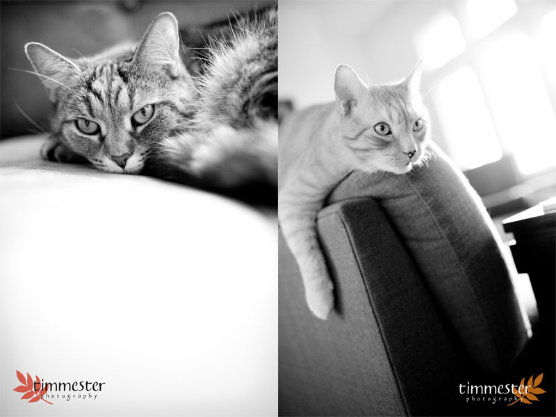 And not to be forgotten, the fabulous family cats, Ellie and Henry