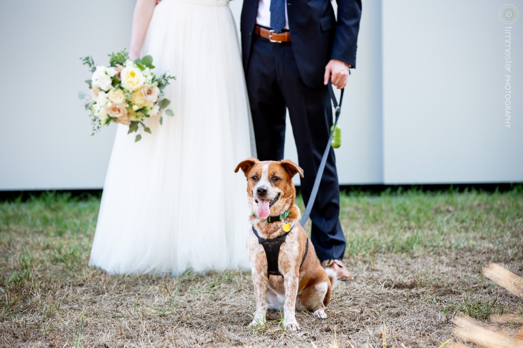 A wedding pup at the North Carolina Museum of Art in Raleigh, NC.