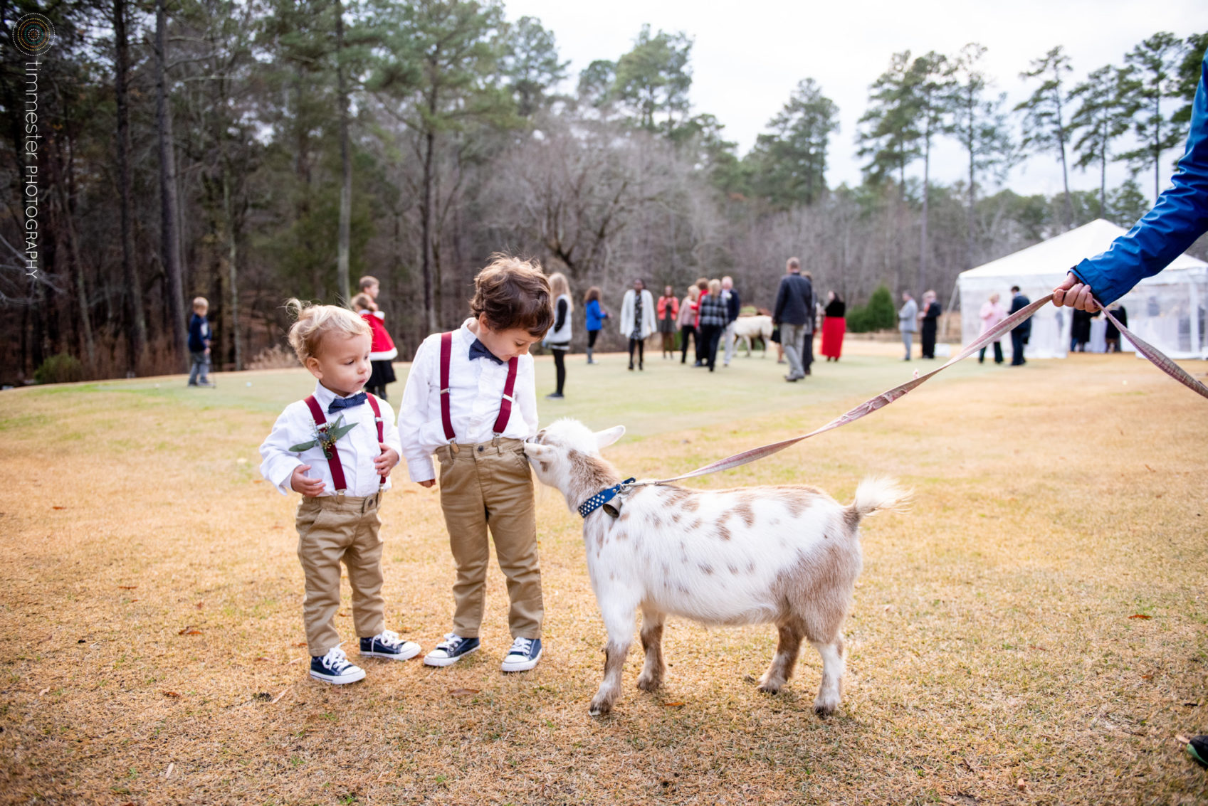 Baby goats at a wedding reception at Chapel Hill Carriage House