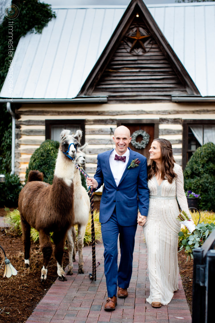 A wedding at Chapel Hill Carriage House with alpacas and llamas!