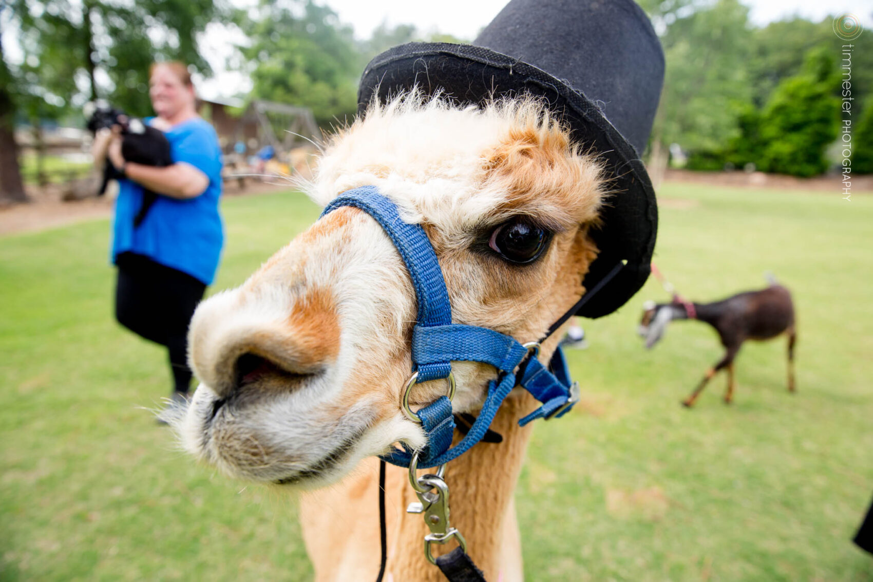 Wedding at Chapel Hill Carriage House feature llamas and alpacas